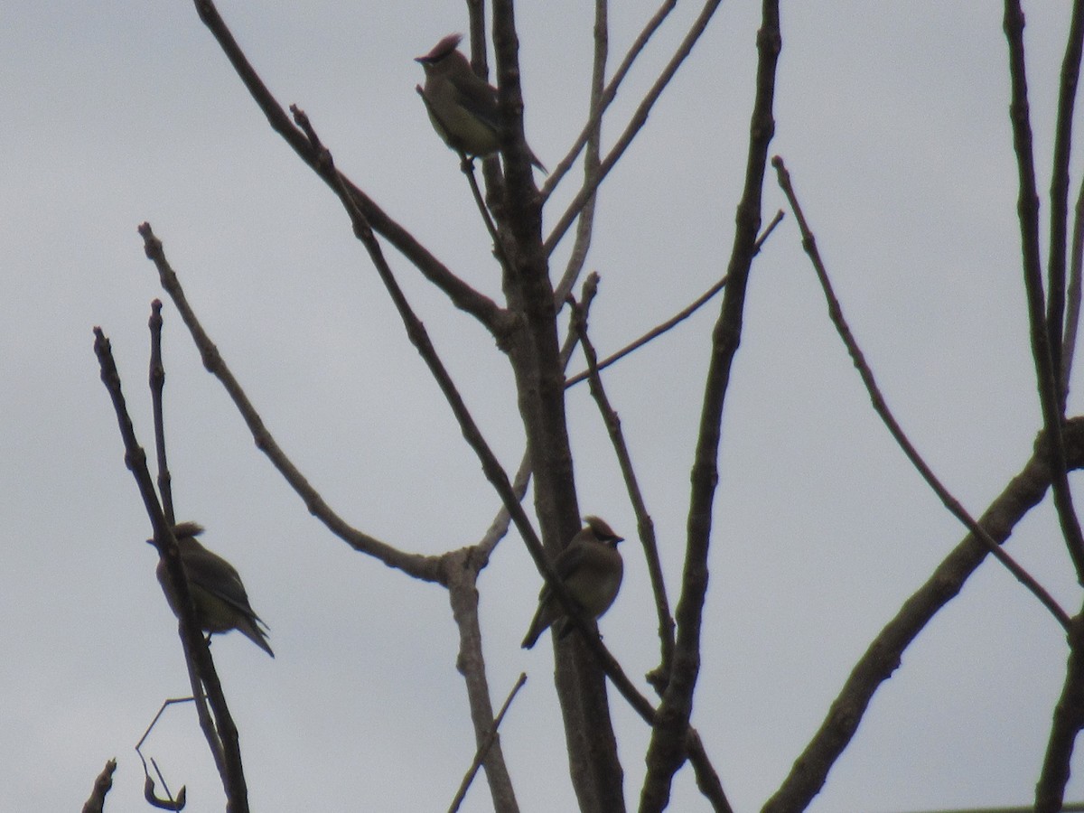 Cedar Waxwing - ML630078802