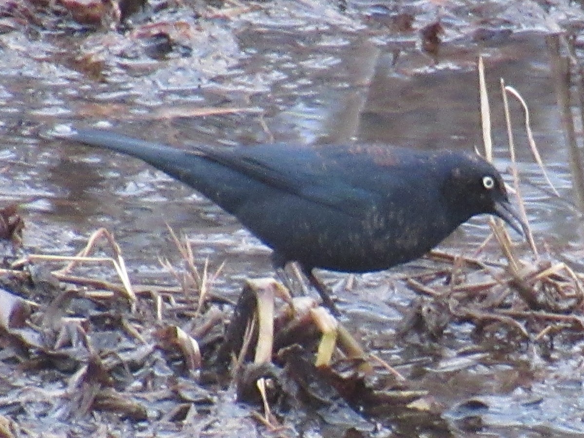Rusty Blackbird - ML630078814