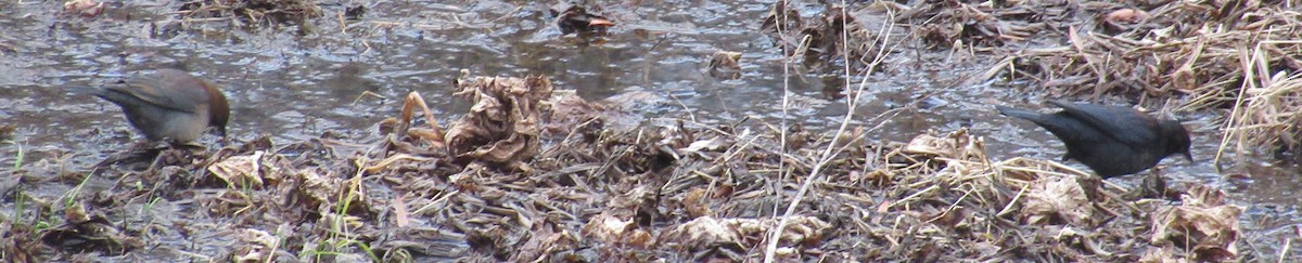 Rusty Blackbird - ML630078815
