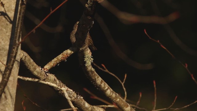 Golden-crowned Sparrow - ML630079202