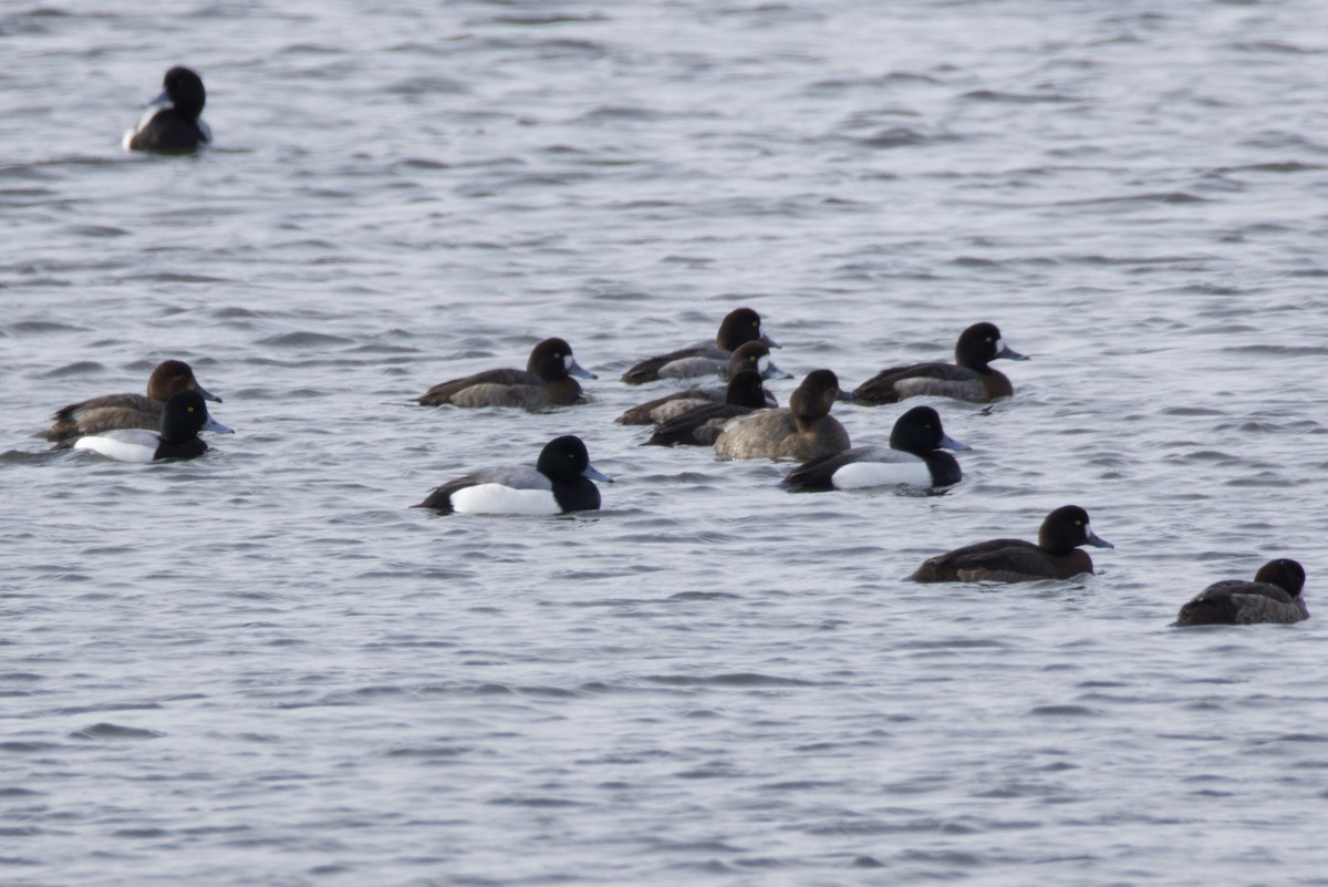 Greater Scaup - ML630079347