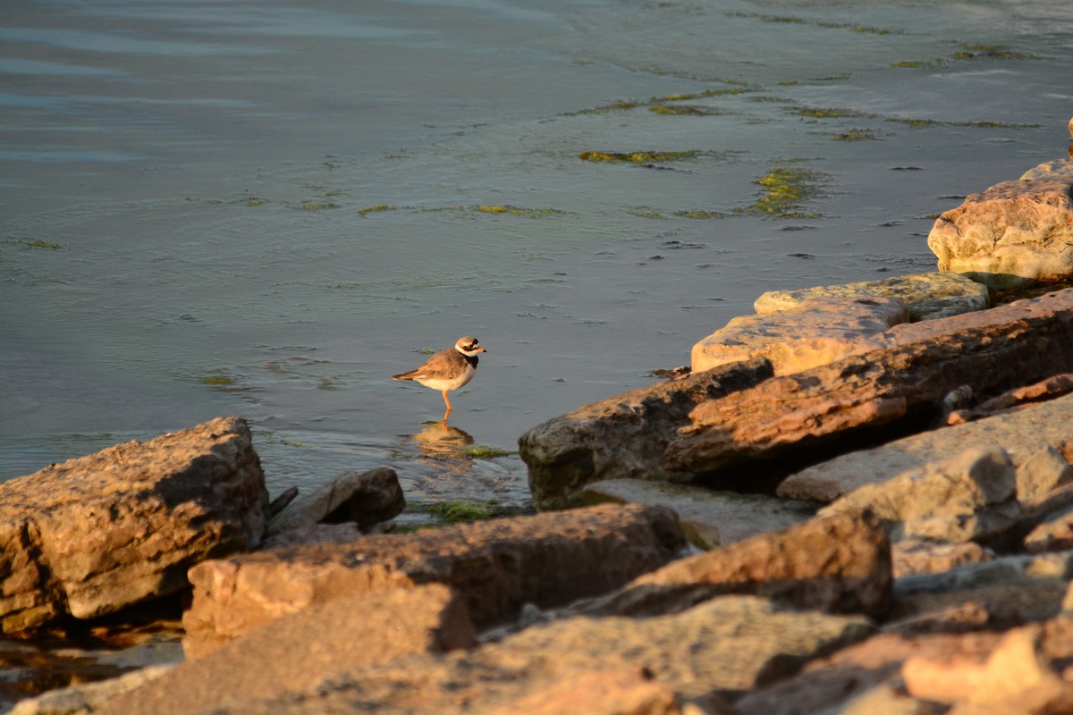 Common Ringed Plover - ML630079598