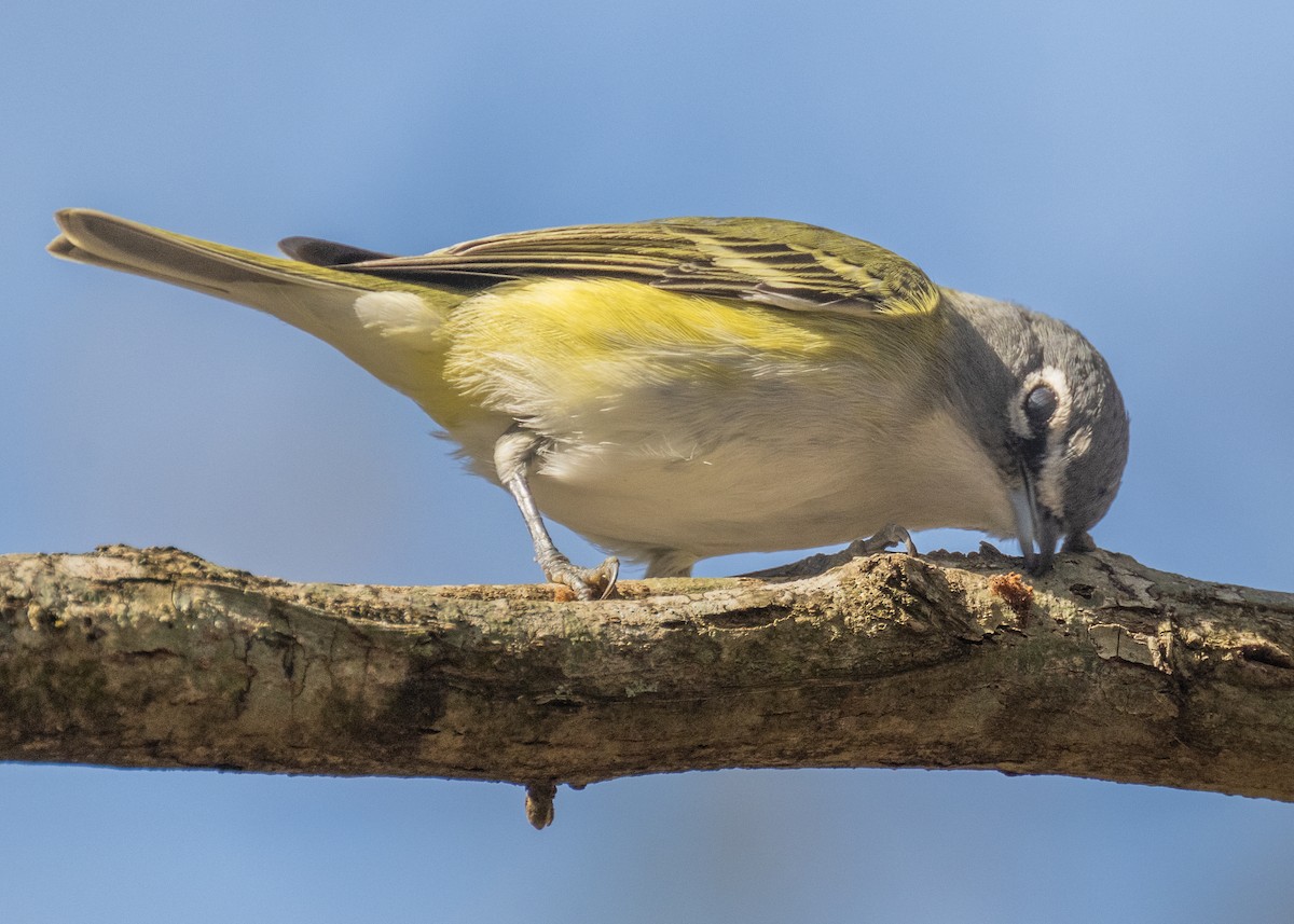 eremittvireo - ML630079726