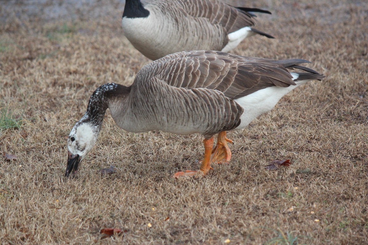 Graylag x Canada Goose (hybrid) - ML630079936