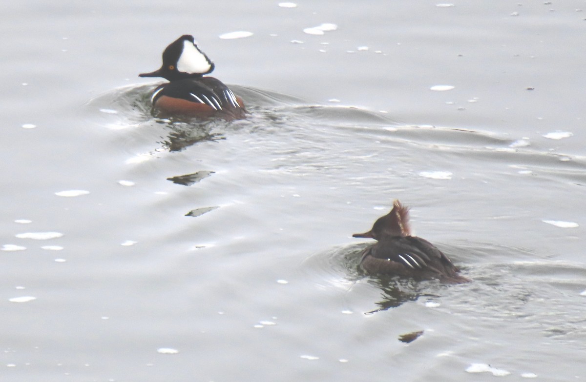 Hooded Merganser - ML630080424