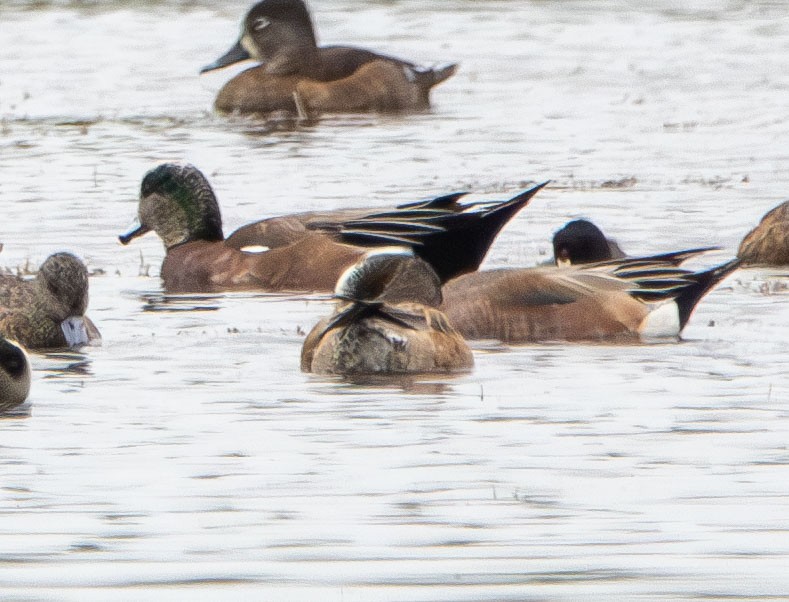 American Wigeon - ML630080479