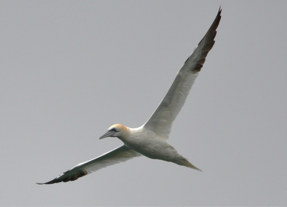 Northern Gannet - ML630080653