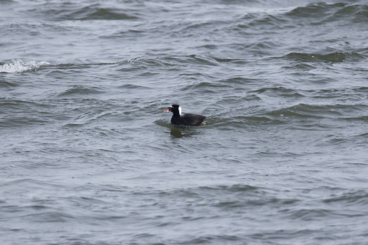 Surf Scoter - ML630080796