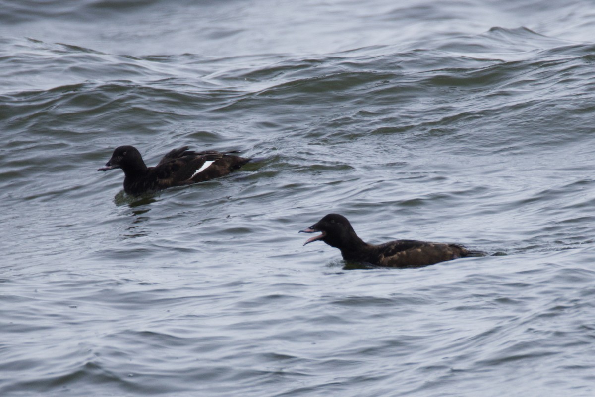 White-winged Scoter - ML630080802