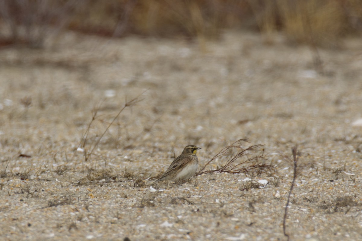 Horned Lark - ML630080838