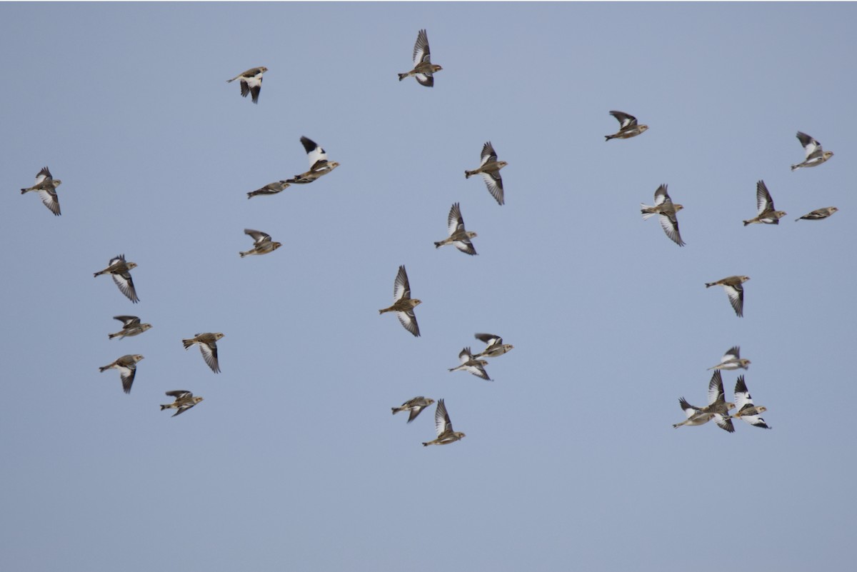 Snow Bunting - ML630080862