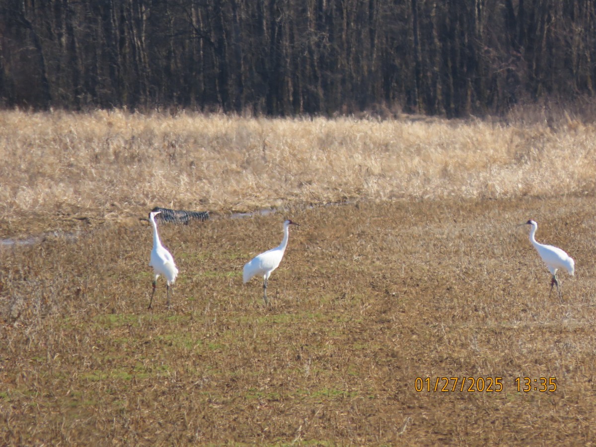 Whooping Crane - ML630081005