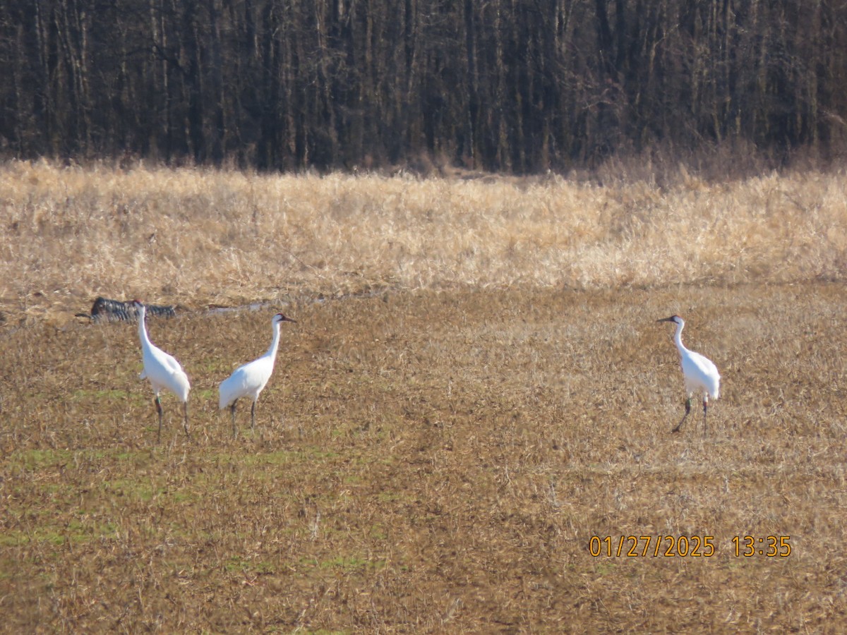 Whooping Crane - ML630081006