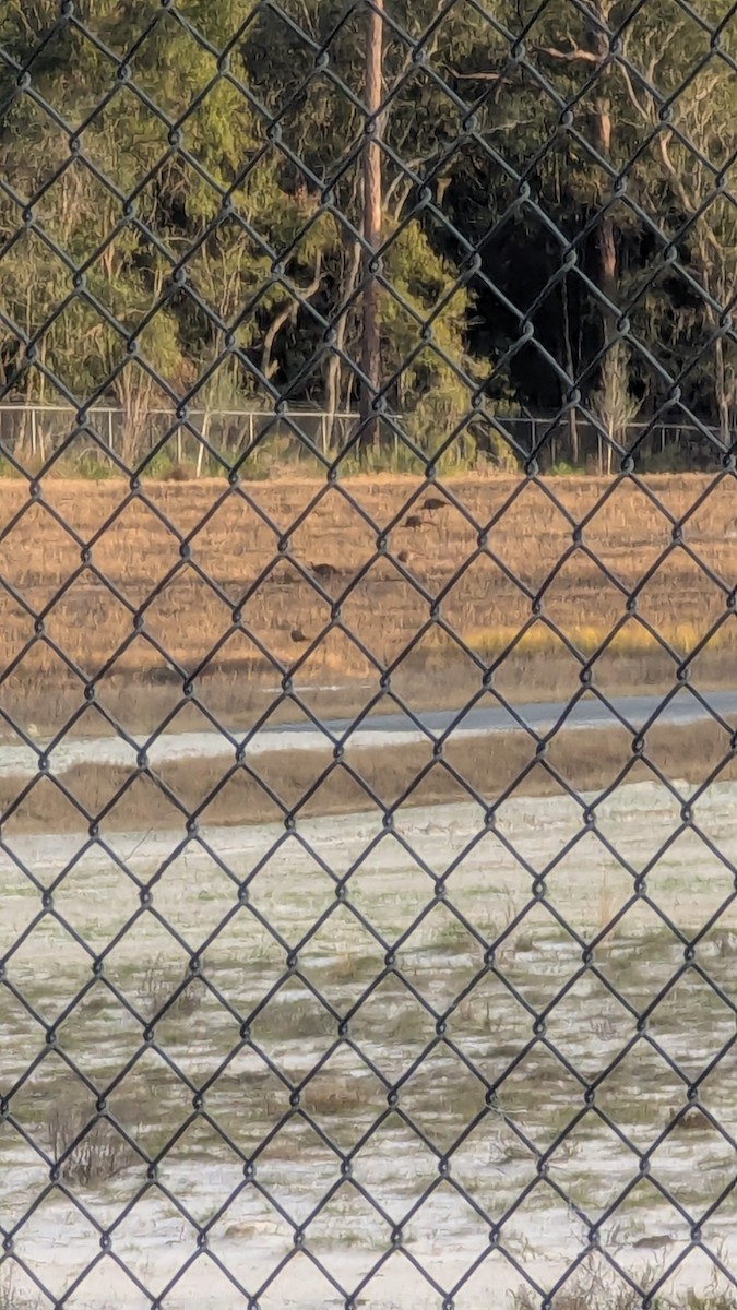 Wild Turkey - ML630081058