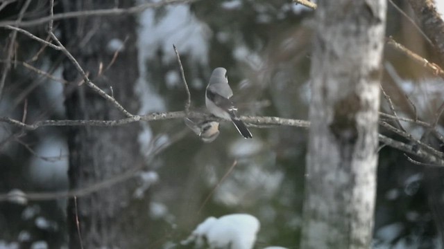 Northern Shrike - ML630081092