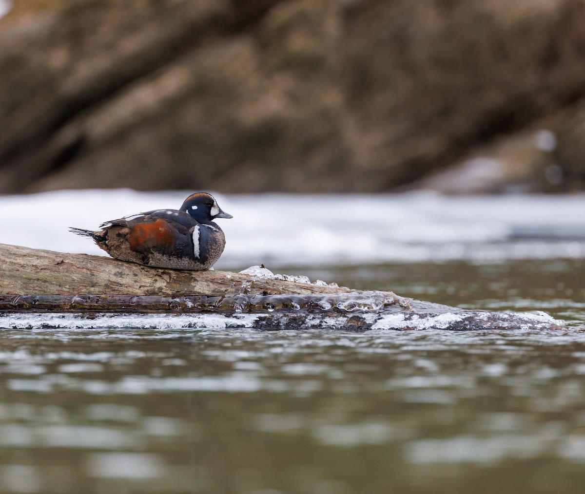 Хотгуужин чөрх - ML630081101