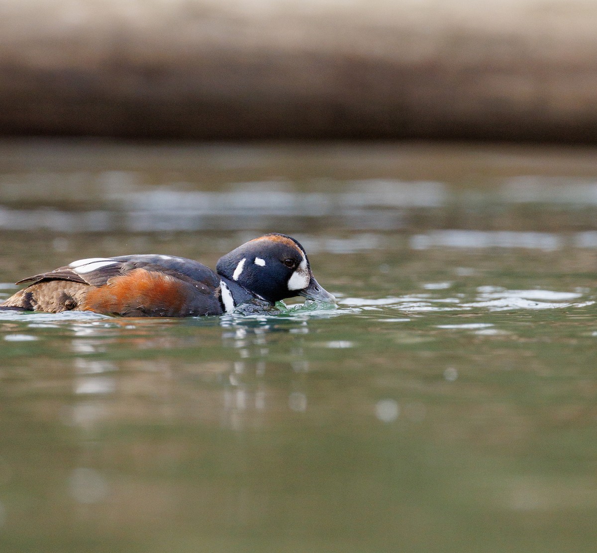 Хотгуужин чөрх - ML630081106