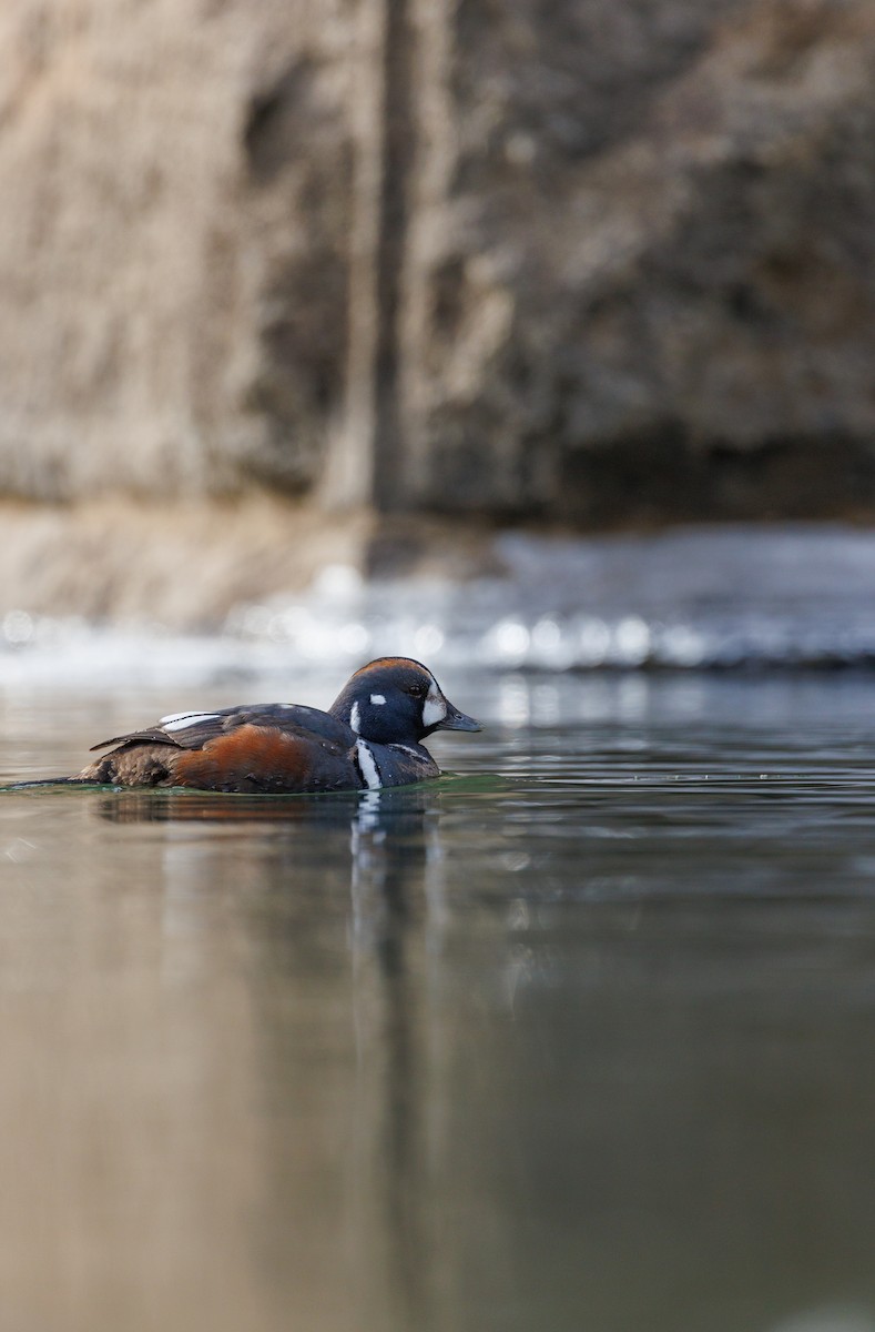 Хотгуужин чөрх - ML630081111
