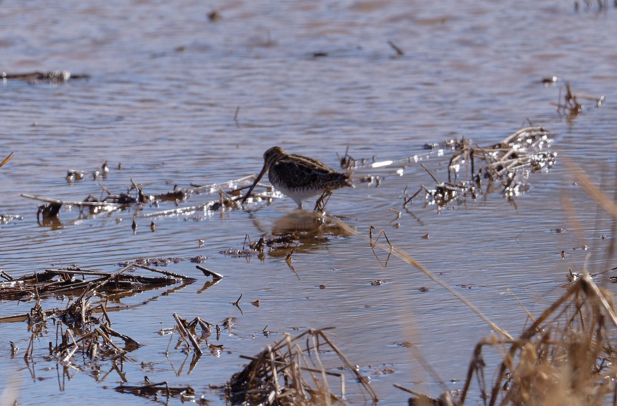Wilson's Snipe - ML630081329