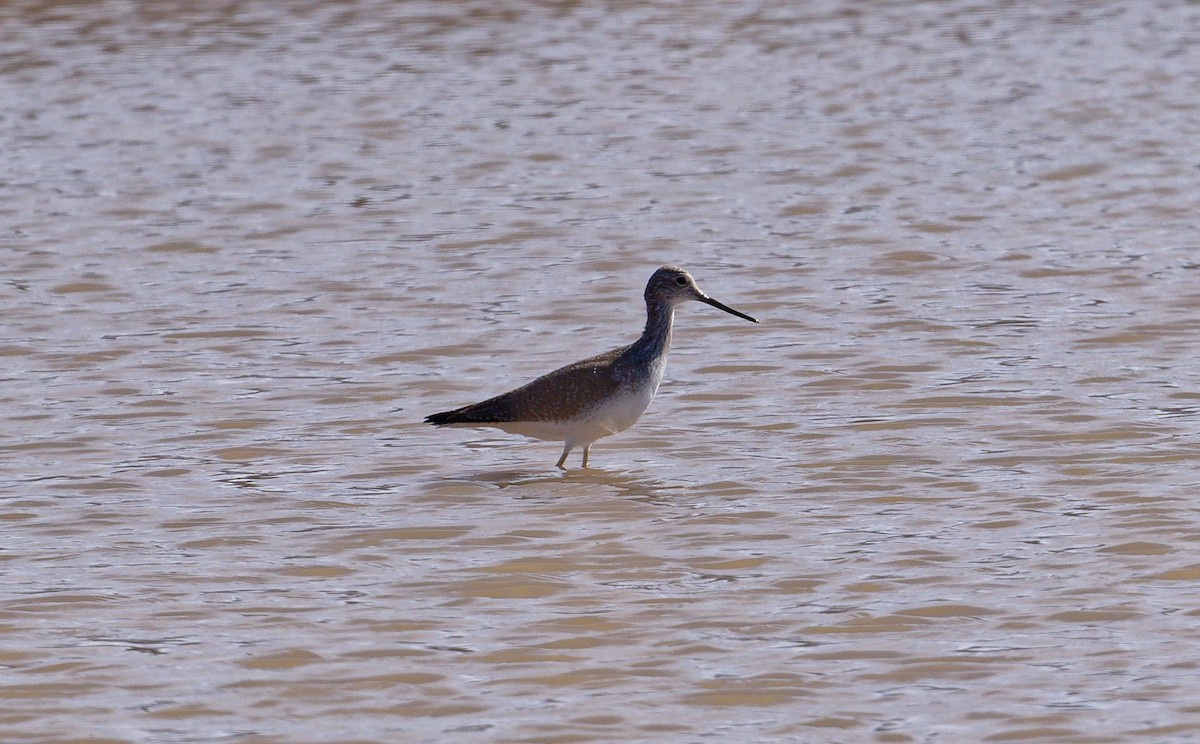 Greater Yellowlegs - ML630081411