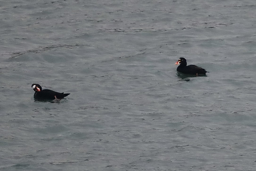 Surf Scoter - ML630081459