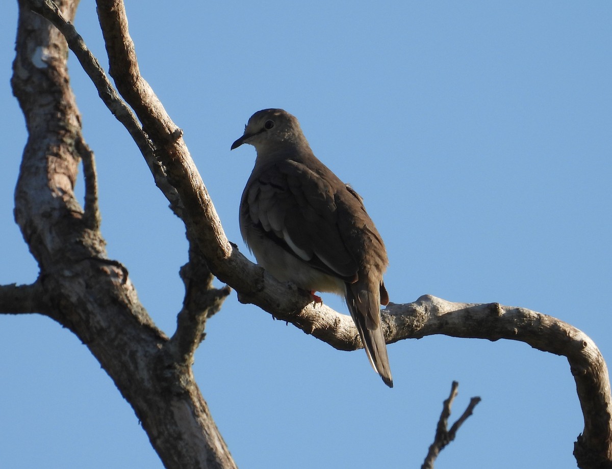 Picui Ground Dove - ML630081513