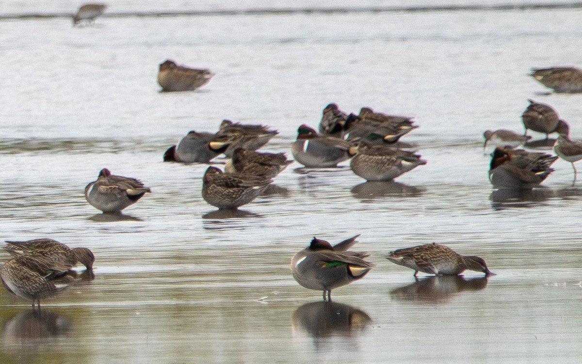 Green-winged Teal - ML630081677