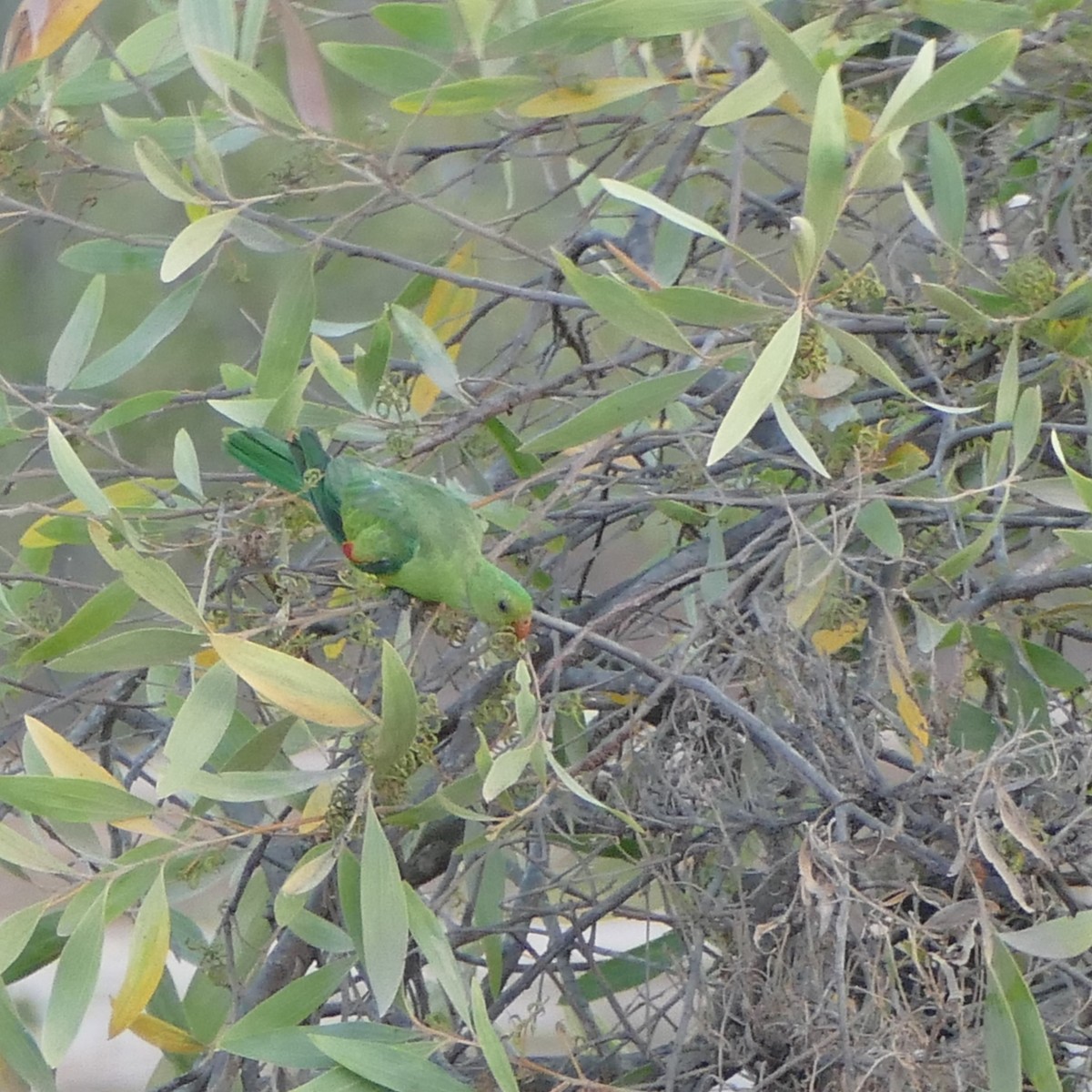 Red-winged Parrot - ML630081698