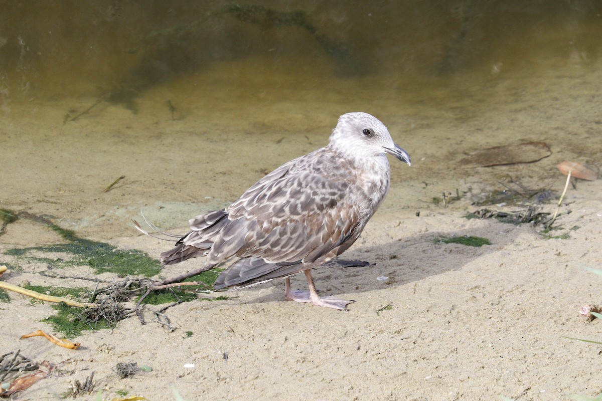 Lesser Black-backed Gull (graellsii) - ML630081797