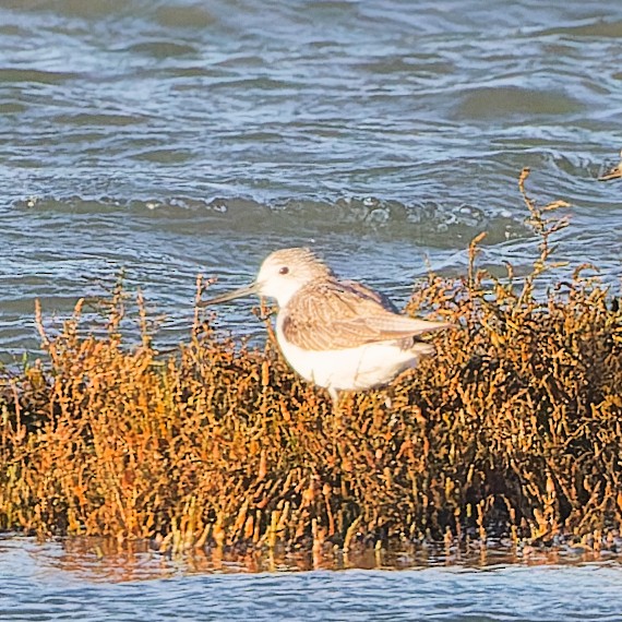 Grünschenkel - ML630081991