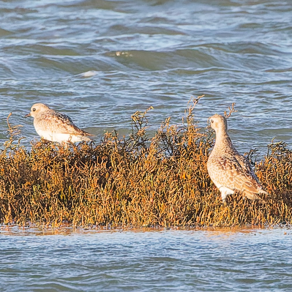 Kiebitzregenpfeifer - ML630082006