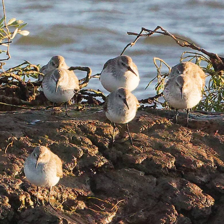 Alpenstrandläufer - ML630082022