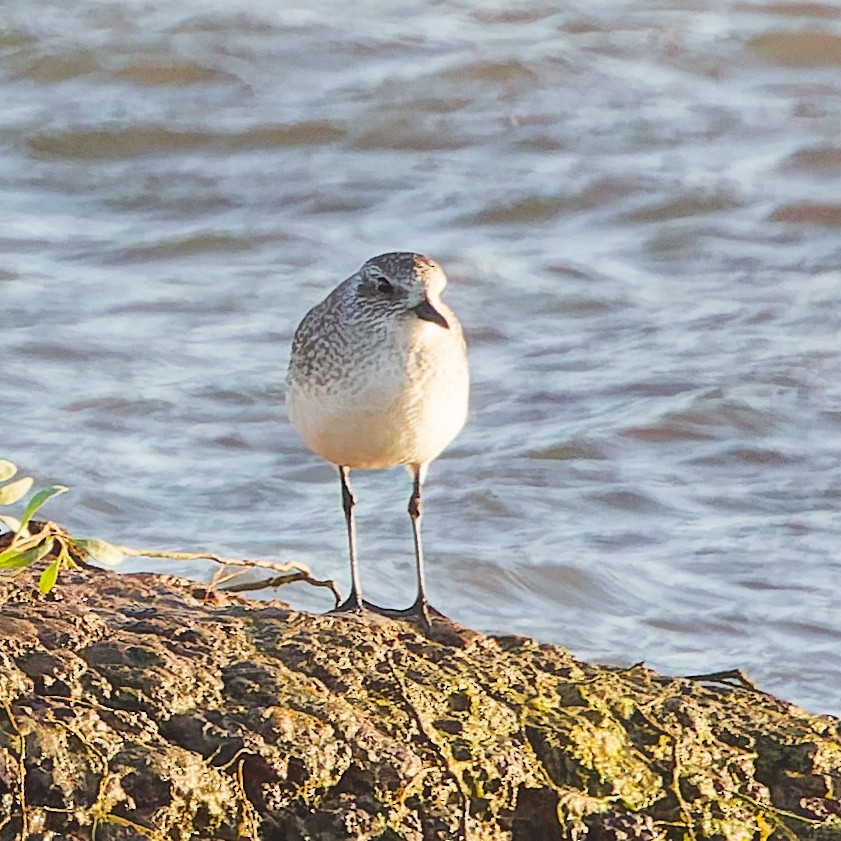 Kiebitzregenpfeifer - ML630082046