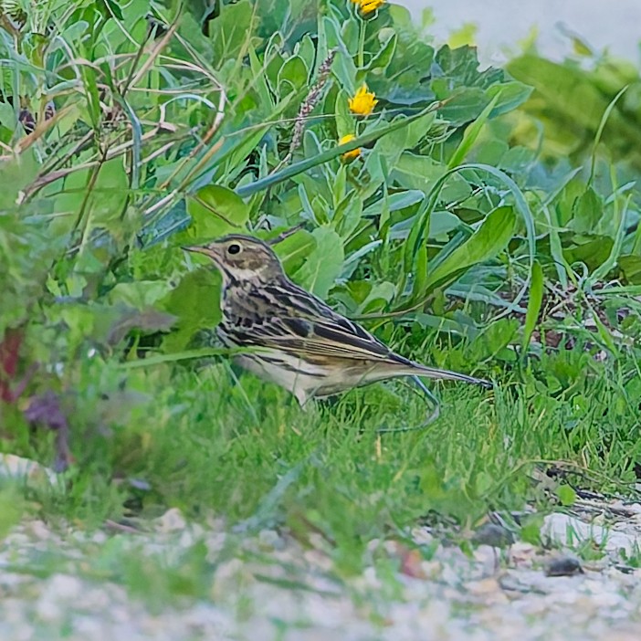 Bergpieper - ML630082072