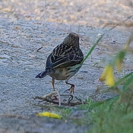 Bergpieper - ML630082077