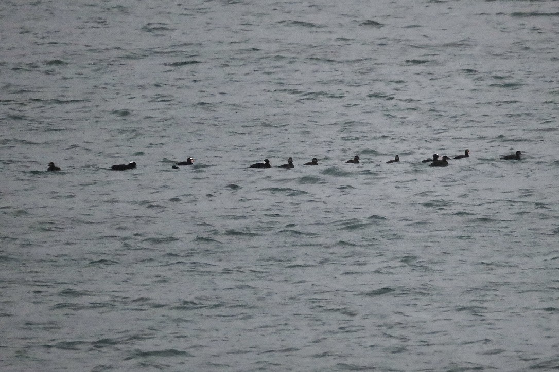 Surf Scoter - ML630082078