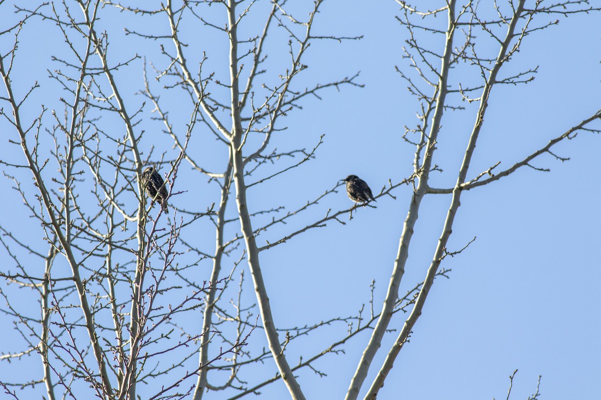 European Starling - ML630082108