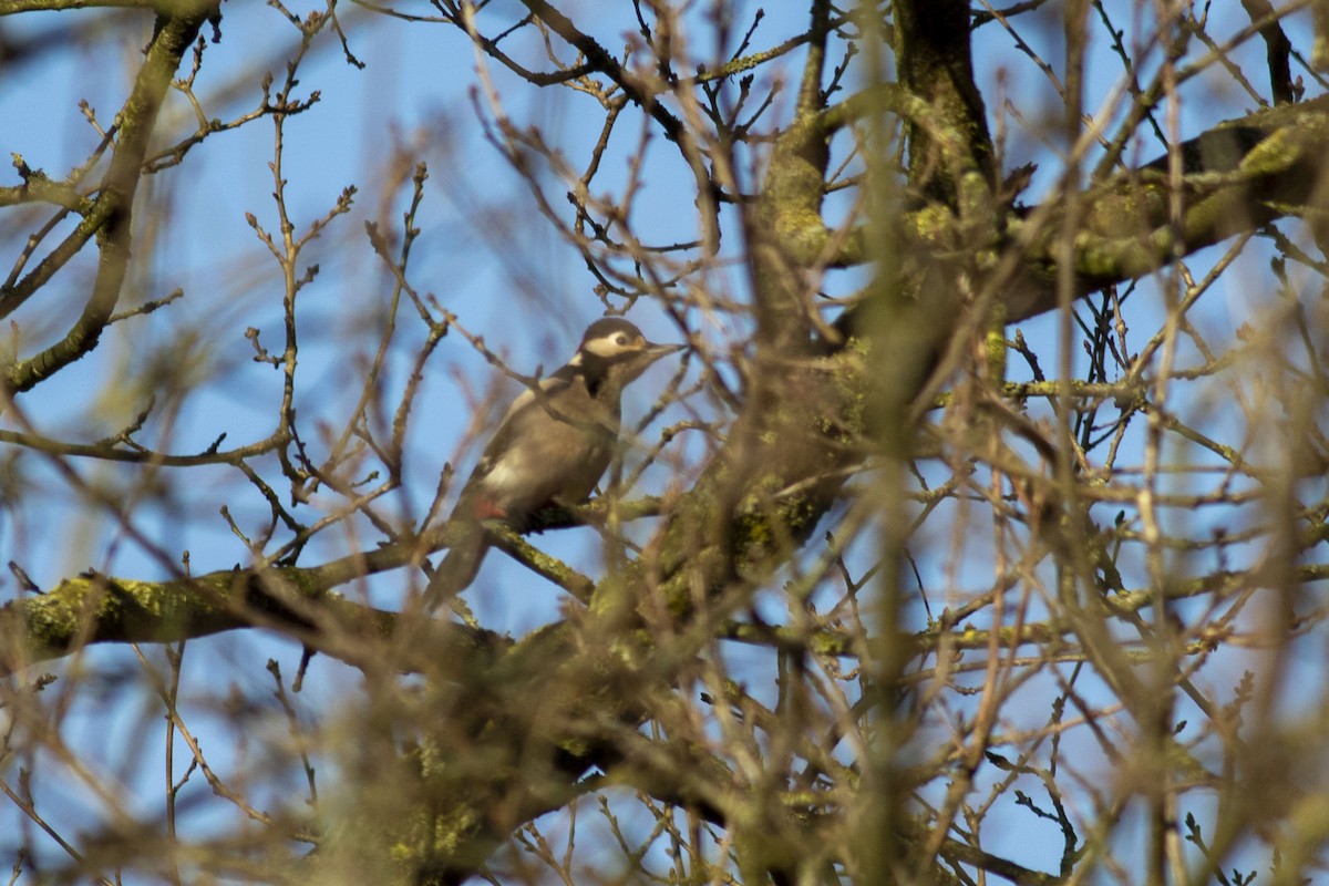 Great Spotted Woodpecker - ML630082124