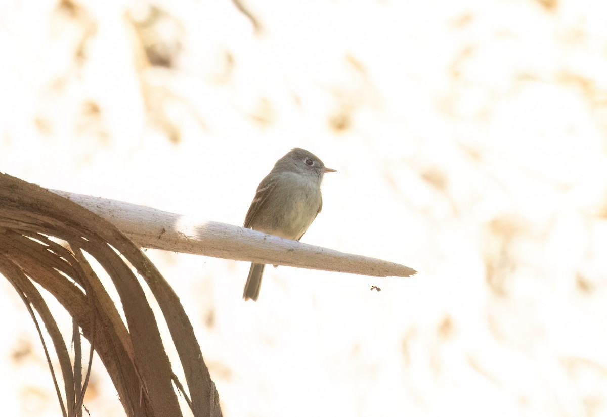 Hammond's Flycatcher - ML630082405