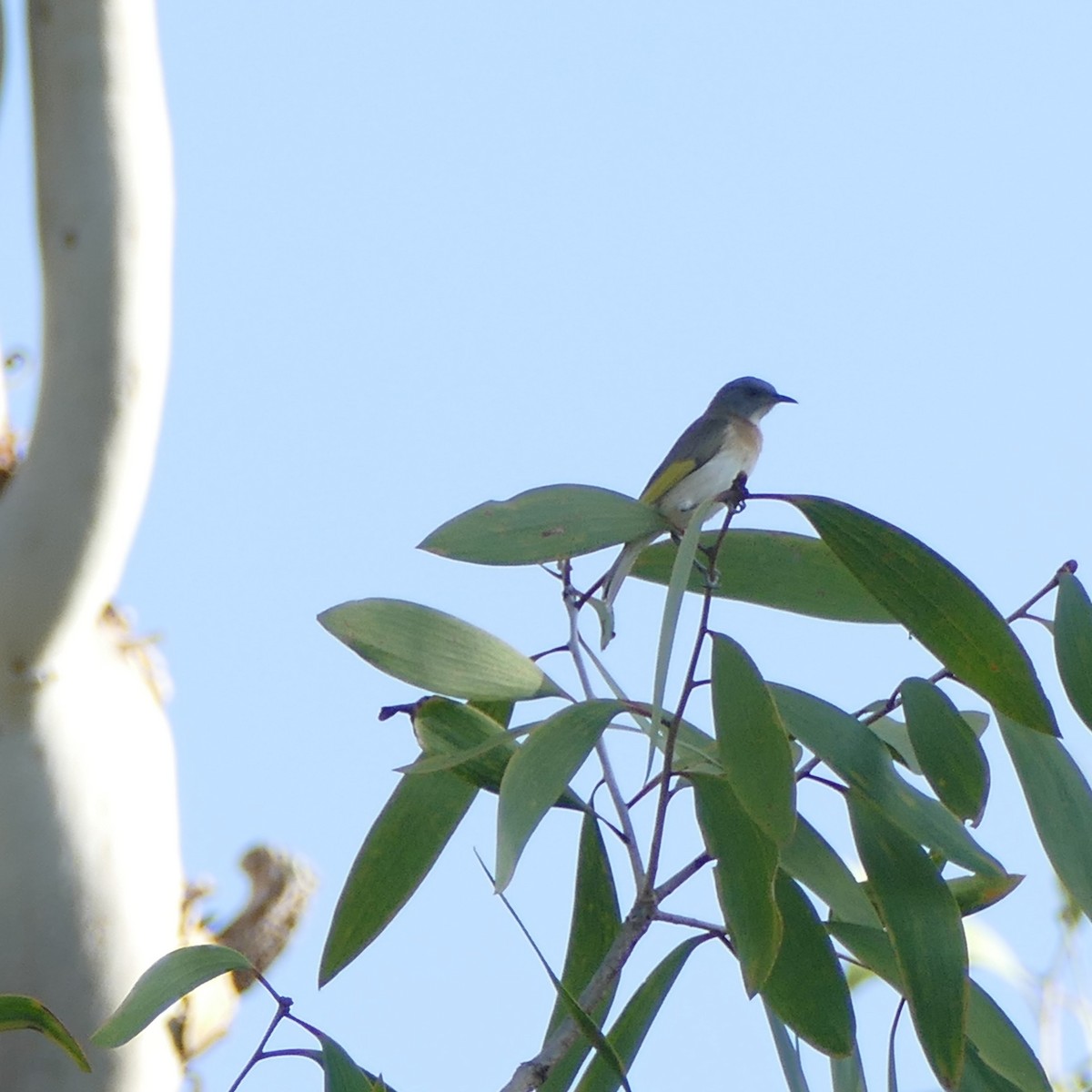 Rufous-banded Honeyeater - ML630082448