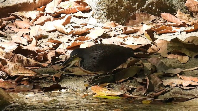 Fasciated Tiger-Heron - ML630082586