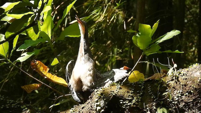 Fasciated Tiger-Heron - ML630082591
