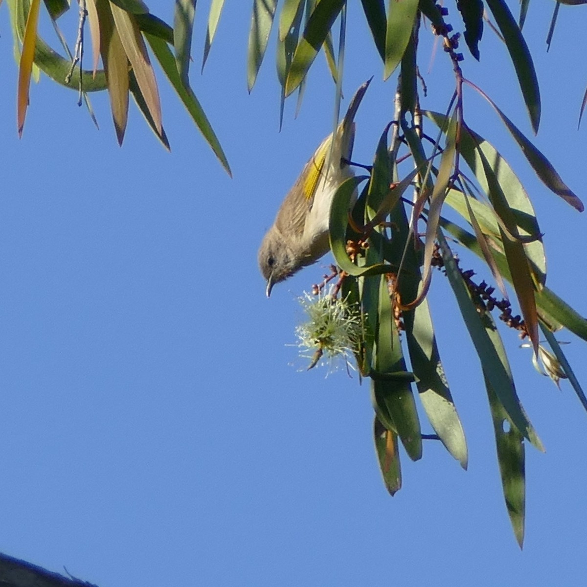 Rufous-throated Honeyeater - ML630082791