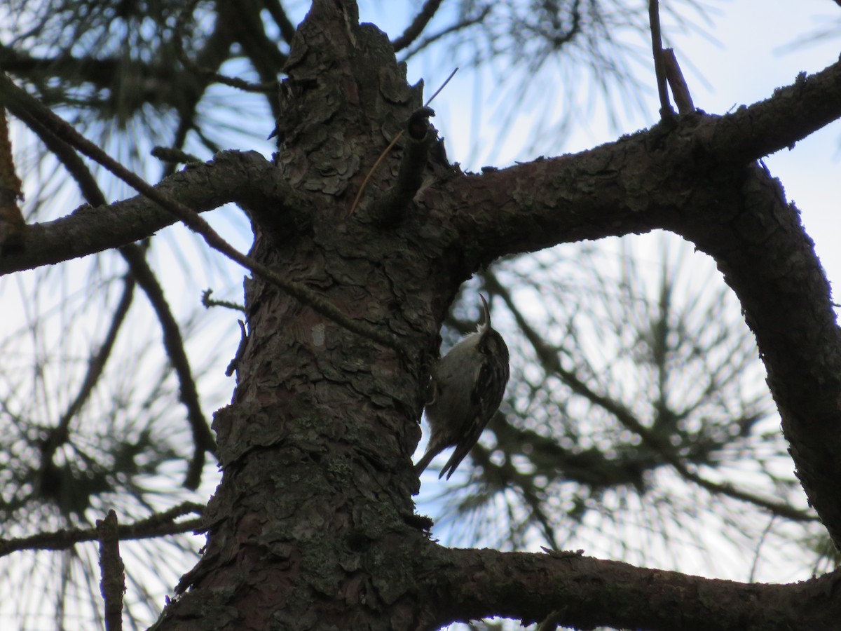 Short-toed Treecreeper - ML630082792