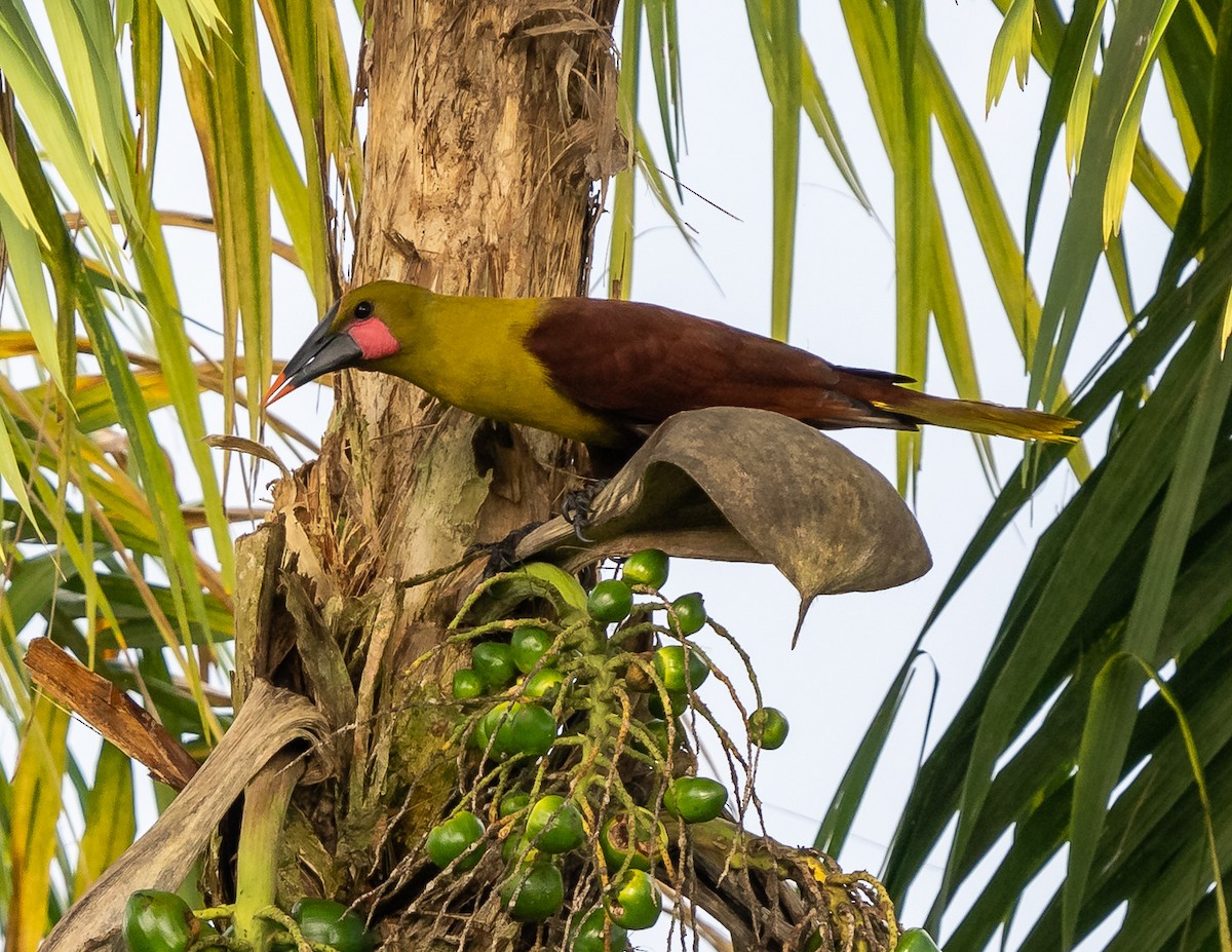Olive Oropendola - ML630082848