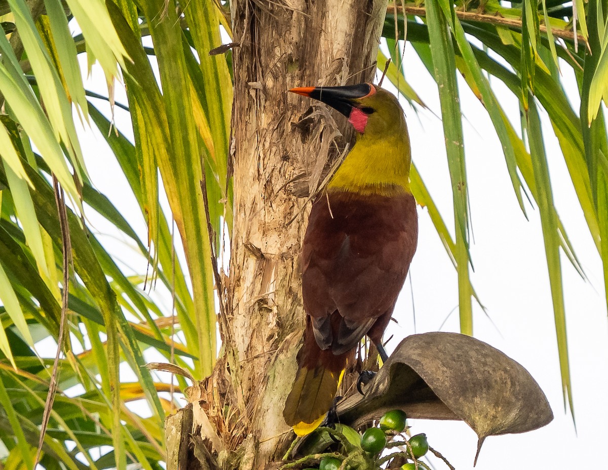 Olive Oropendola - ML630082849