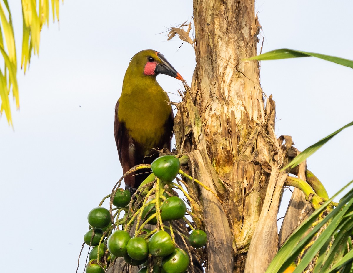 Olive Oropendola - ML630082850