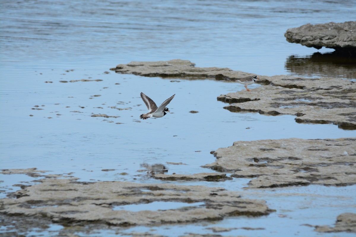 Common Ringed Plover - ML630082973