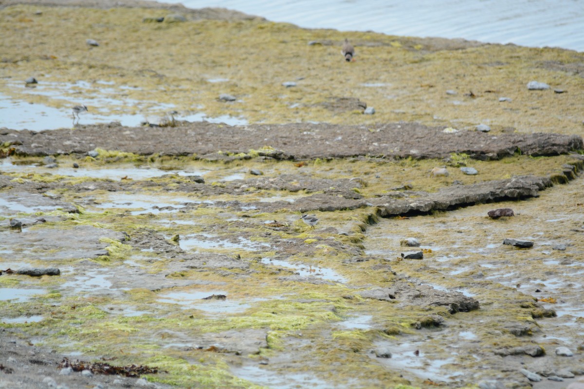 Common Ringed Plover - ML630082974
