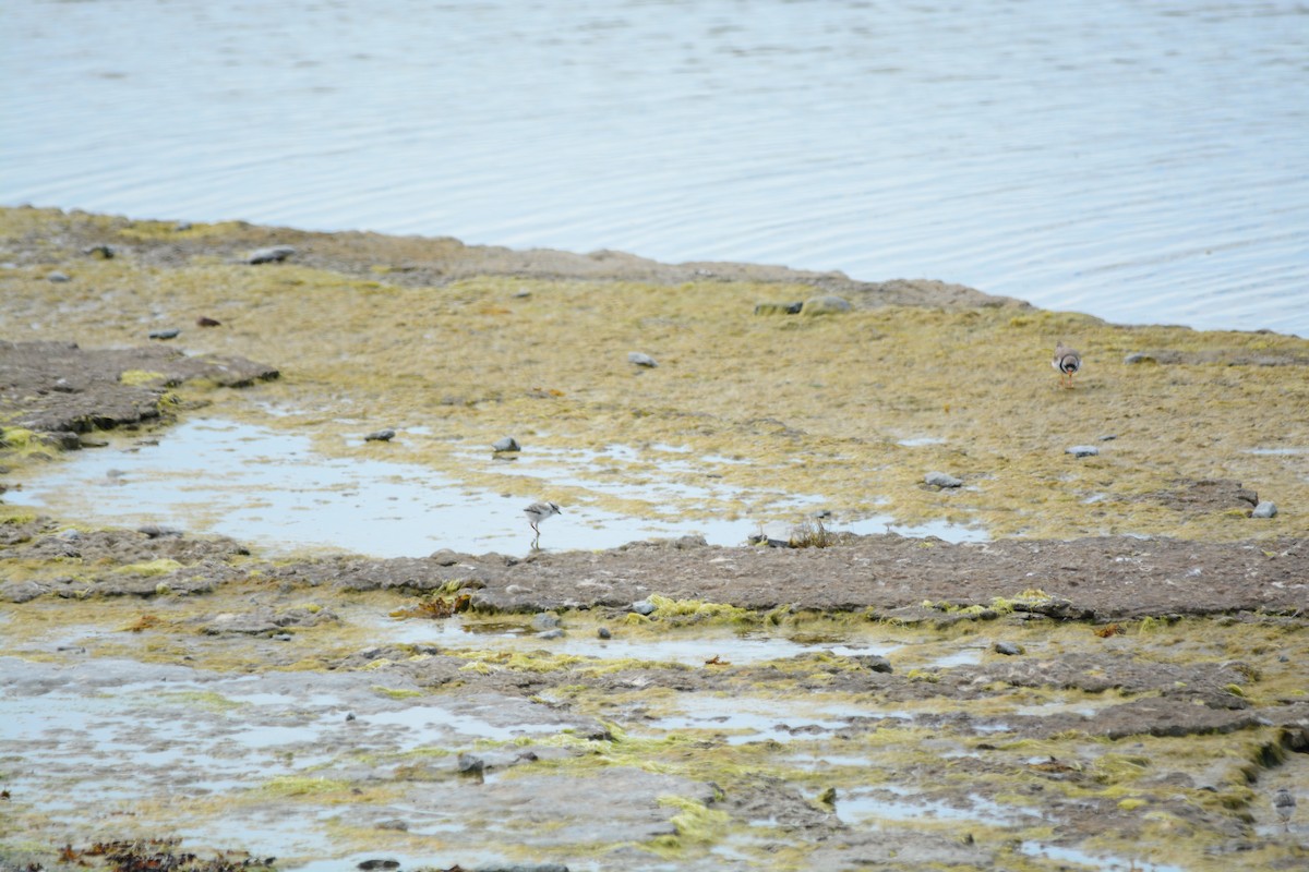 Common Ringed Plover - ML630082975